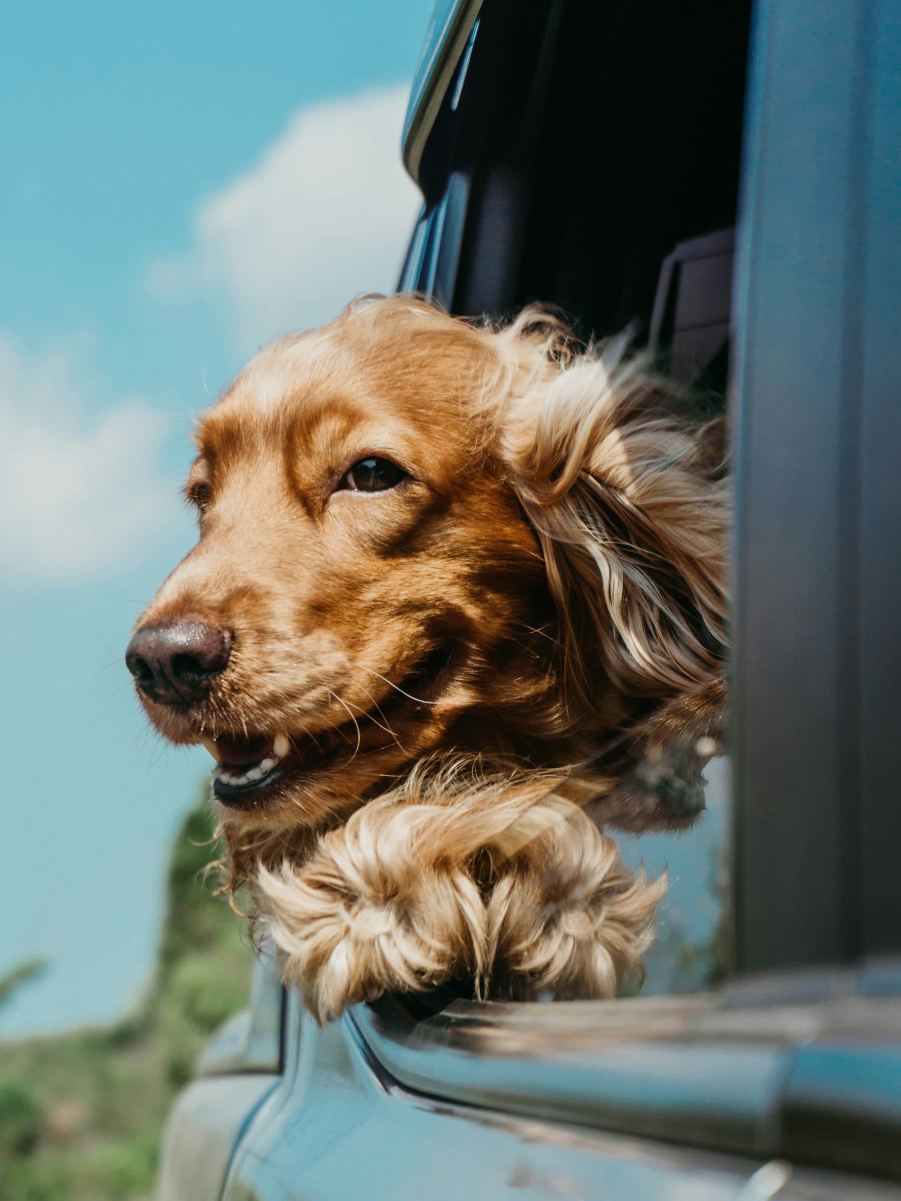 Een hond met wapperende oren kijkt uit een autoraam